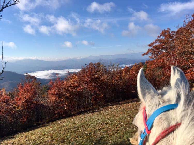 View of the smoky mountains from horseback