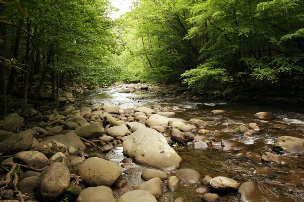 Stream and Trees on a Great Smoky Mountains Trail